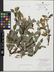 Foto von Salix hastata L.